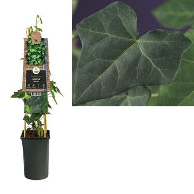 Klimop Hedera Hibernica M 75 cm klimplant