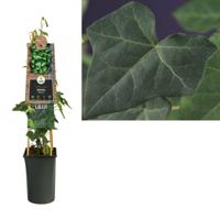 Klimop Hedera Hibernica M 75 cm klimplant - thumbnail