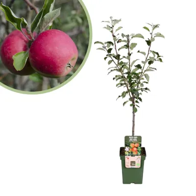 Malus Domestica Elstar - Appelboom - P23 Malus Domestica Elstar - Appelboom - P23