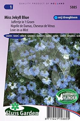 Nigella Damascena zaden Jekyll Blue juffertje in 't groen