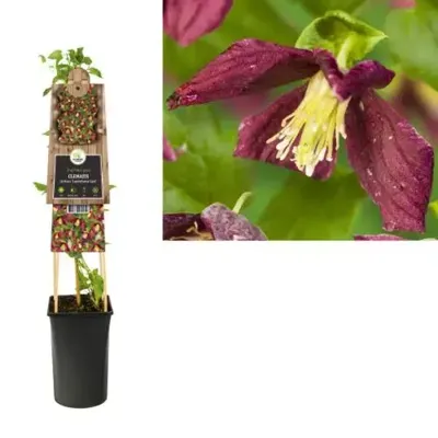 Kleinbloemige Clematis Cirrhosa Landsdowne Gem 75 cm klimplant