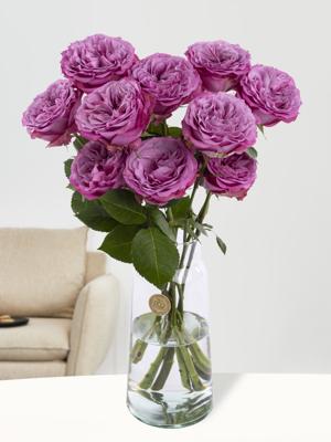 10 paarse rozen uit Ecuador 10 paarse rozen uit Ecuador