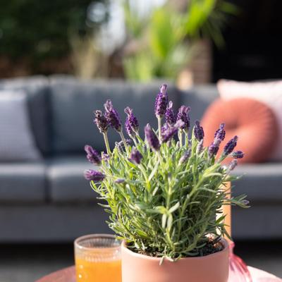 Lavandula Stoechas Anouk - Kuiflavendel - P15 Lavandula Stoechas Anouk - Kuiflavendel - P15