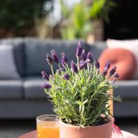 Lavandula Stoechas Anouk - Kuiflavendel - P15 - thumbnail