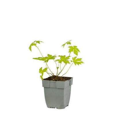 Geranium Ann Folkard vaste plant Griffioen - Griffioen