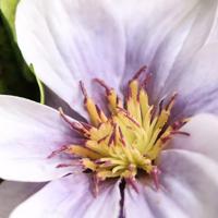 Clematis zijden Boeket 30cm lila - thumbnail