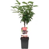 Kersenboom (prunus avium "Lapins") fruitbomen - thumbnail