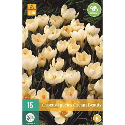 Crocus cream beauty 15 stuks