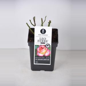 Grootbloemige roos (rosa "Leo Ferre"®)