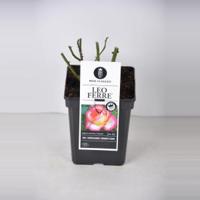Grootbloemige roos (rosa "Leo Ferre"®) - thumbnail