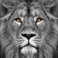 Foto Glas Art - Leeuw in close up, 80x80cm, prachtig voor in woonkamer en slaapkamer, wanddecoratie zwart/wit - thumbnail