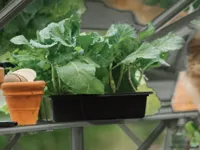 Royal Well | Schap Anne I | Groengrijs - thumbnail