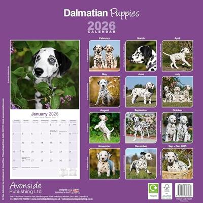 Dalmatier Puppies Kalender 2026 Dalmatier Puppies Kalender 2026