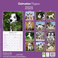 Dalmatier Puppies Kalender 2026 - thumbnail