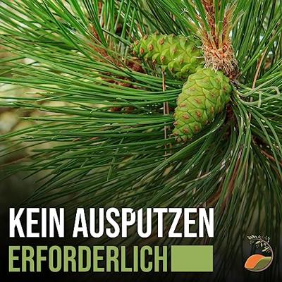 Pijnboom - hoogte 220 cm Pijnboom - hoogte 220 cm