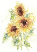 Komar Home; Komar Colours Fotobehang Girasol - X4-1008 - thumbnail