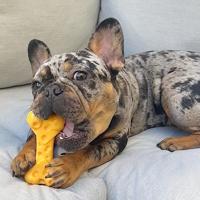 Nylabone dura chew cheese bone - thumbnail