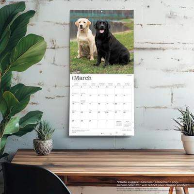 Labrador Retriever Mixed Kalender 2026