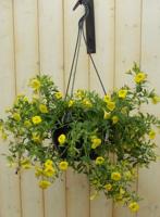 Hangplant Petunia Million Bells geel Epiphyllum Warentuin Natuurlijk - Warentuin natuurlijk - thumbnail