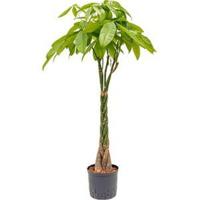 Pachira aquatica 120 Geldboom hydrocultuur plant - thumbnail