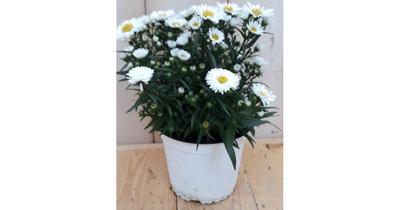 3 stuks! Herfstaster wit Warentuin Natuurlijk - Warentuin natuurlijk