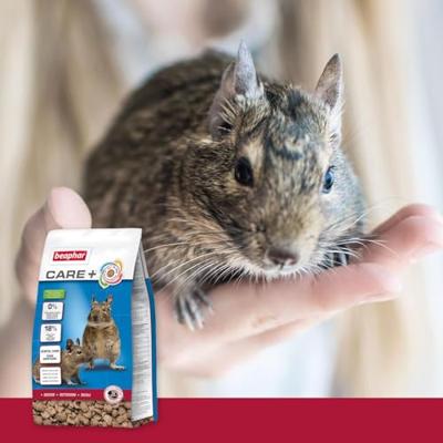 Beaphar Care+ Degoe 700g - hoogwaarde voeding voor degoes - heerlijke geur en smaak door kruiden - hoog ruwvezelgehalte - alles in 1 brokje