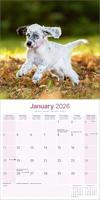 Engelse Setter Kalender 2026 - thumbnail