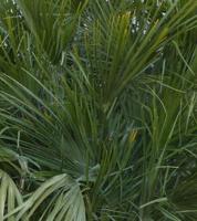 Winterharde palmboom chamaerops humilis 160 cm hoog Europese dwergpalm Warentuin Natuurlijk - Warentuin natuurlijk - thumbnail