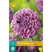 Dahlia marble ball 1st bloembol zomer Dahlia JUB - Jub - thumbnail