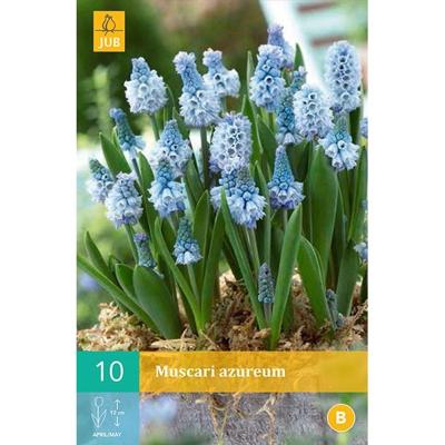 Muscari azureum bloembollen 10 bollen Druifhyacint JUB - Jub