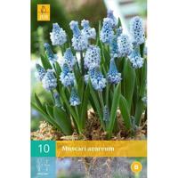 Muscari azureum bloembollen 10 bollen Druifhyacint JUB - Jub - thumbnail