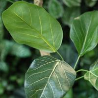 Ficus Audrey Kunstplant RT 120cm - thumbnail
