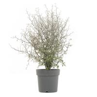 Corokia 'Maori Green' (Zigzagplant) - P 19 cm - thumbnail