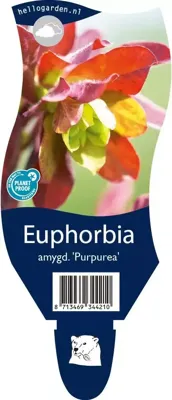 Euphorbia amygd. Purpurea vaste plant Griffioen - Griffioen