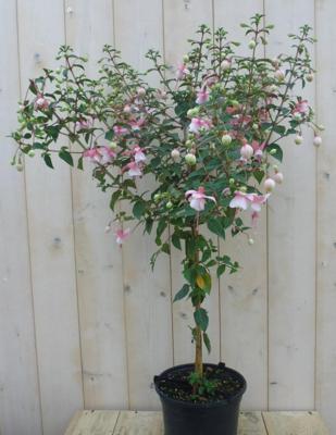 Fuchsia totale hoogte 70-100 cm donker-roze tinten kuipplant Warentuin Natuurlijk - Warentuin natuurlijk Fuchsia totale hoogte 70-100 cm donker-roze tinten kuipplant Warentuin Natuurlijk - Warentuin natuurlijk
