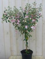Fuchsia totale hoogte 70-100 cm donker-roze tinten kuipplant Warentuin Natuurlijk - Warentuin natuurlijk - thumbnail