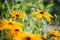 Samyang 300mm F6.3 spiegel UMC CS DSLR Four Thirds - thumbnail