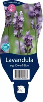 Lavandula ang. Dwarf Blue vaste plant Griffioen - Griffioen - thumbnail
