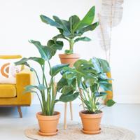 Tropische Plantenbox (3 stuks) - thumbnail