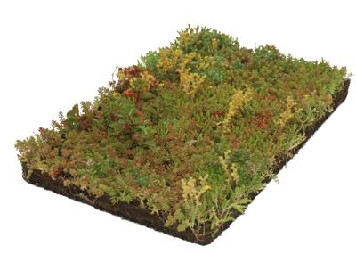 Plantenmat vasteplanten Vetkruid Sedum prijs per 1m2 cm Covergreen - Covergreen Plantenmat vasteplanten Vetkruid Sedum prijs per 1m2 cm Covergreen - Covergreen