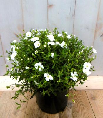 Arenaria bergzandkruid Warentuin Natuurlijk - Warentuin natuurlijk