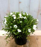 Arenaria bergzandkruid Warentuin Natuurlijk - Warentuin natuurlijk - thumbnail