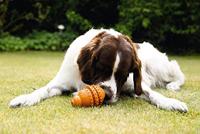 Beeztees Sumo Play Dental M Oranje - thumbnail