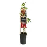 Klimplant Wilde Wingerd - Parthenocissus Engelmannii - thumbnail
