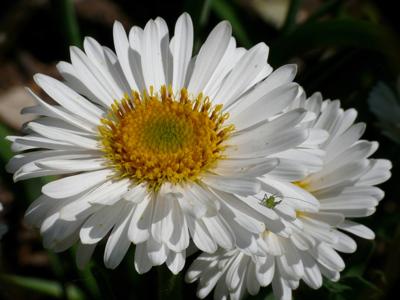 Alpenaster Alpenaster