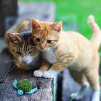 KONG Hervulbaar kattenkruid schildpad kattenspeelgoed - thumbnail