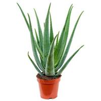 Aloe vera barbadensis S kamerplant - thumbnail