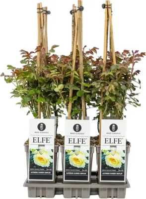 Rosa 'Elfe' (Roos) 75cm