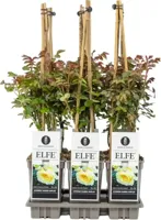 Rosa 'Elfe' (Roos) 75cm - thumbnail