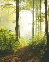 Noordwand Smart Art Easy Fotobehang bospad 47221 - thumbnail